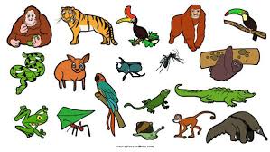 Learn About Rainforest Animals Science For Kids Rainforest Animals Animals Animal Science