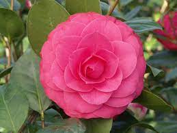 Pin On Camellia