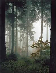 First Light In The Forest Lee Mann Photography