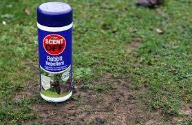 Cut up a bar of inexpensive soap (we use irish spring brand) and sprinkle around your plants or place chunks on saucers around your garden. How To Keep Rabbits At Bay Garden World