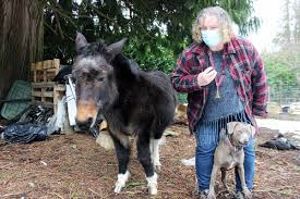 Blanka is adorable, friendly, and eager to please, but he's also a lot like his namesake—uncivilized and untrained. Vancouver Island S Wingnut Dogs Need Love And Training Too Victoria News