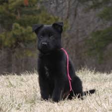 6 week old black german shepherd. German Shepherd Puppy Ear Stages German Shepherd Dog Hq