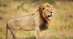 kediler afrika kitasi yaban hayatinin en buyuk yirticilari ve iste bu kedilerin en buyugu afrika aslani animals