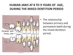 Deciduous And Permanent Teeth Eruption Time And Shedding