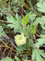 Image result for Cienfuegosia gerrardii