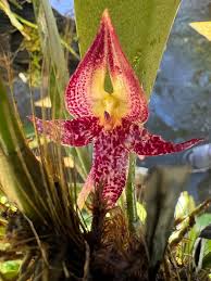 Image result for Bulbophyllum schinzianum