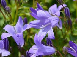 Maybe you would like to learn more about one of these? Top 55 Beautiful Types Of Blue Flowers With Names And Pictures Florgeous