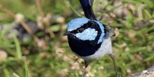 Create your first bird-friendly habitat garden