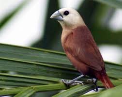 Maybe you would like to learn more about one of these? Mengenal Jenis Burung Emprit Dan Trik Melatih Supaya Gacor
