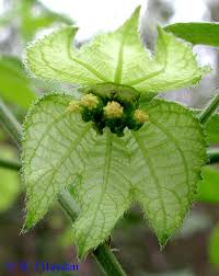 Image result for Dalechampia scandens