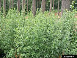 The plant parts that mugwort is also used to stimulate gastric juice and bile secretion. Invasive Species Spotlight Mugwort New York State Parks Blog