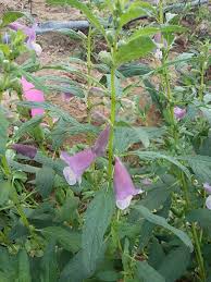 Image result for Sesamum angustifolium