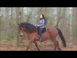 Height l, nice character and very easy to ride. Riding Session With Felicio Paso Iberoamericano Youtube