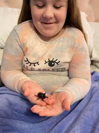 Insect collection tips for zoology students