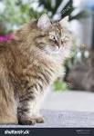 The Siberian Cat Breed, Personality And Grooming