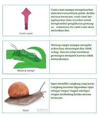 Sedangkan kunci jawaban tema 3 kelas 6 halaman 70, 71, 72, 73, 74, 76, 77, 78, 79, dirangkum tribunpadang.com dari berbagai sumber Kunci Jawaban Buku Tematik Tema 2 Kelas 6 Halaman 70 71 72 73 Koesrow