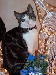 Consultez le sujet habituer son chat a sortir dans la section eduquer son chat du forum chats de wamiz. Comment Apprendre A Une Jeune Chatte A Sortir Et A Ne Pas Trop S Eloigner Chats Journal Des Femmes