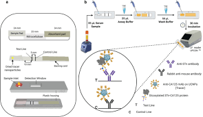 Cancer antigen 125 (ca125) is a protein found on most ovarian cancer cells that is secreted into the blood stream and can be measured. Glycovariant Based Lateral Flow Immunoassay To Detect Ovarian Cancer Associated Serum Ca125 Communications Biology
