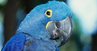 Endangered Plants In The Amazon Rain Forest Rainforest Animals Amazon Animals Amazon Rainforest Animals