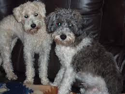 Schnauzers are prone to excessive yapping if they are not trained properly. Schnoodle Schnauzer Poodle Mix Info Puppies Temperament Pictures Video