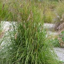 Image result for Themeda