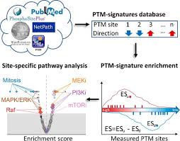 Rotinas de treino de abdominais. A Curated Resource For Phosphosite Specific Signature Analysis S Molecular Cellular Proteomics