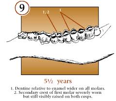 Bowsite Com How To Age Deer