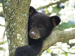 Maybe you would like to learn more about one of these? Monongahela National Forest