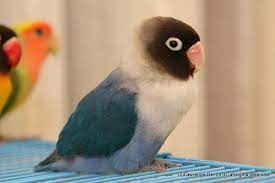 Pin By Cecilia Jasso On Birds Animals Beautiful Funny Birds Cute Animals