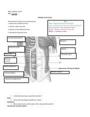 Skeletal muscle, along with cardiac muscle, is also referred to as striated. 8 21 Muscles Of The Torso Worksheet 2 Docx Name Allison Conrad Date Muscles Of The Torso The Functions Of The Torso Muscles Include 1 Moves The Course Hero