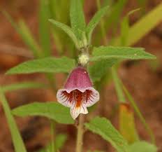 Image result for Ceratotheca sesamoides