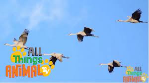 We did not find results for: Crane Bird Animals For Kids All Things Animal Tv Youtube