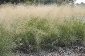 Image result for Eragrostis divaricata