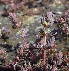 Image result for Megastachya mucronata