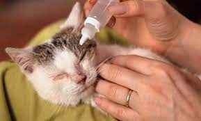 Saran dari dokternya diberi obat kutu: Cara Mengobati Kucing Sakit Mata Kucingmania