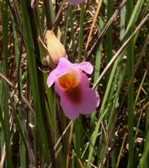 Image result for Eulophia cucullata