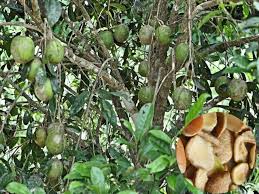 Image result for Urochloa platyrrhachis