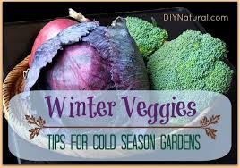 Cool season vegetables thrive in cooler weather, and will tolerate light frost. Pin On Garden