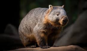 Image result for Northern hairy-nosed wombat