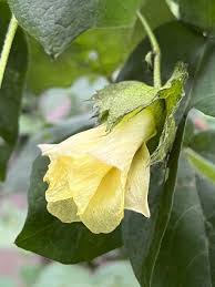 Image result for Gossypium