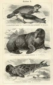 Seehundstation norddeich there are two species of seals living in the north sea: Robben Seehund Seelowe Klappmutze Holzstich Um 1905 Ebay