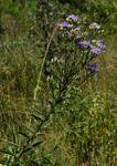 Image result for Vernonia glabra