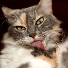 Pin By Weiden Feder On Katzen Indoor Cat Cats Cat Day