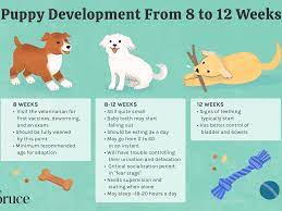 Puppy Development From 8 To 12 Weeks