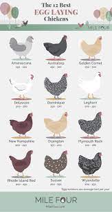 First, laying habits are crucial. Free Range Eggs Ultimate Guide Best Egg Laying Chickens
