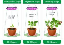 Pine trees are examples of these types of plants. Growing Plants Indoors With Artificial Light Every Gardener Should Know Growing Plants Indoors Grow Lights For Plants Growing Plants