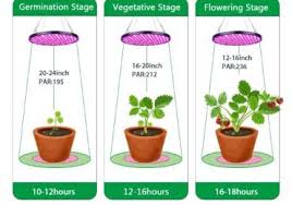 The light cycle you use for flowering cannabis directly correlates to a crop's quality and overall yield. Growing Plants Indoors With Artificial Light Every Gardener Should Know Growing Plants Indoors Grow Lights For Plants Growing Plants