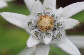 レブンウスユキソウ群生地｜観光スポット｜【公式】きた・北海道稚内・利尻・礼文の観光WEBサイト