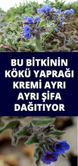 Cok Eski Zamanlardan Beri Onemli Hastaliklarin Tedavisinde Kullanilan Onemli Bir Bitki Natural Herbs Gut Health Health