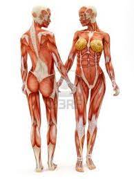 Female Musculoskeletal System Front And Back Isolated On A White Background Part Of A Muscle M Female Anatomy Reference Human Anatomy Art Human Muscle Anatomy
